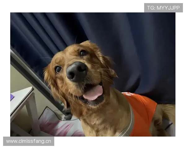 拉菲尼亚家的狗吃的都比我工资高